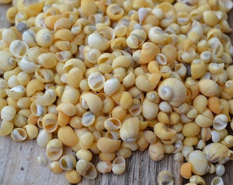 May include: A pile of small, pale yellow seashells. The shells are smooth and have a slightly iridescent sheen.