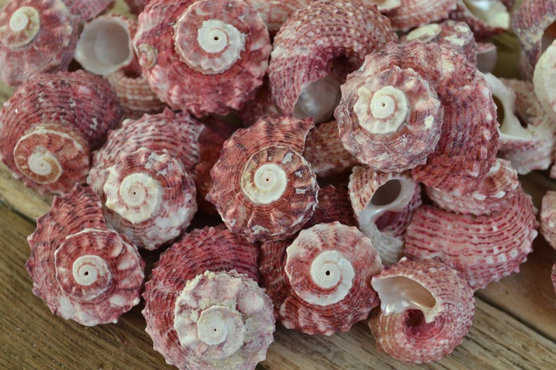 Angaria Delphinus, Dolphin Seashells, Delphinula Shells (3/4 - 1 1/4 ...