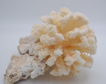 Vintage Brownstem Head Coral Cluster (apx 5.5")