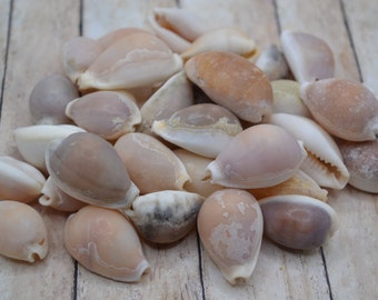 Natural Cowrie Shells (1-1.5") | 20 Pieces