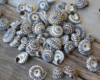 Heliacus Snail Shells, Helliacus Bariegatus | 10 Pieces