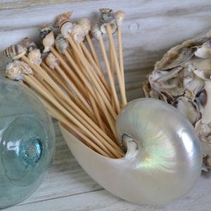 Seashell Hors D&#39;oeuvre Picks, Food and Appetizer Picks (6&quot;) | 25 Pieces