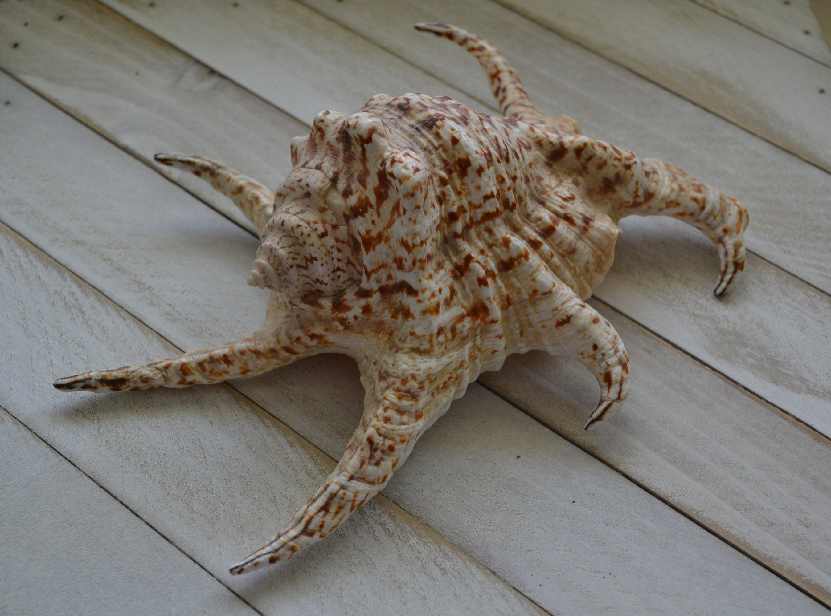 Grand lambis coquillage lambi (1 coquille d'environ 15