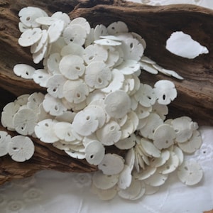 Extra Tiny Sand Dollars (1/2-3/4&quot;) | 5 Pieces