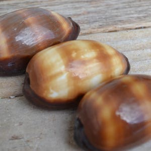 Mole Cowrie, Cypraea Talpa (2-3&quot;) | 1 Piece