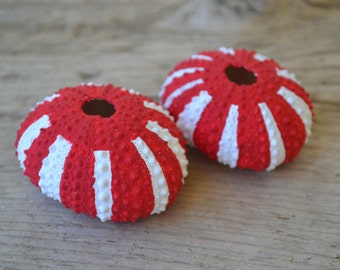 Painted Sea Urchins, "Candy Cane" (1- 1.5")| 2 Piece