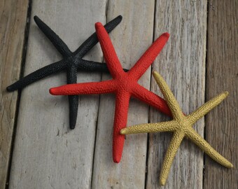 3 Painted Starfish, "Captain Jack" (3-4")
