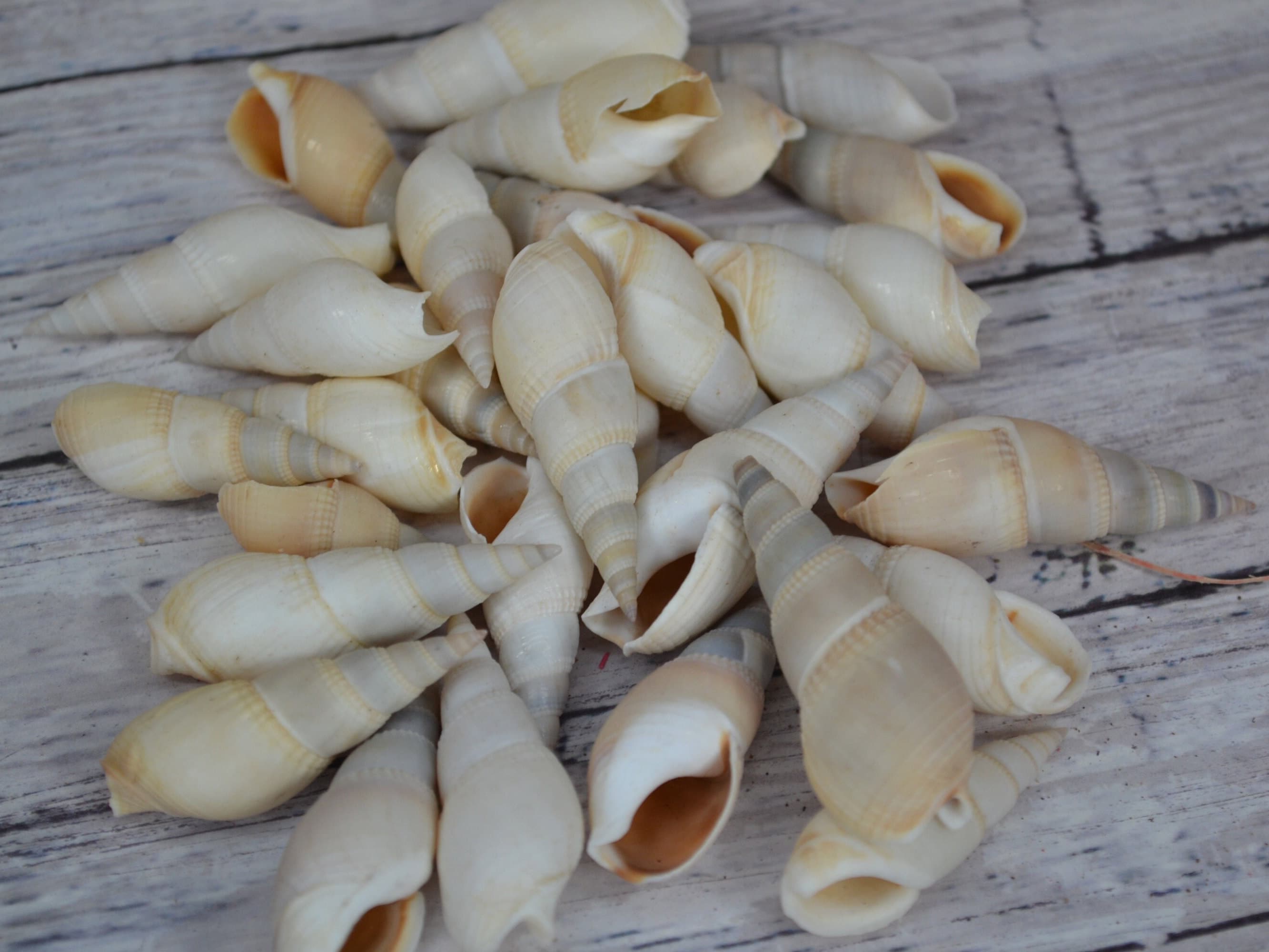 Bullia Vittatus Shells ( Apx 1.25 - 2.0