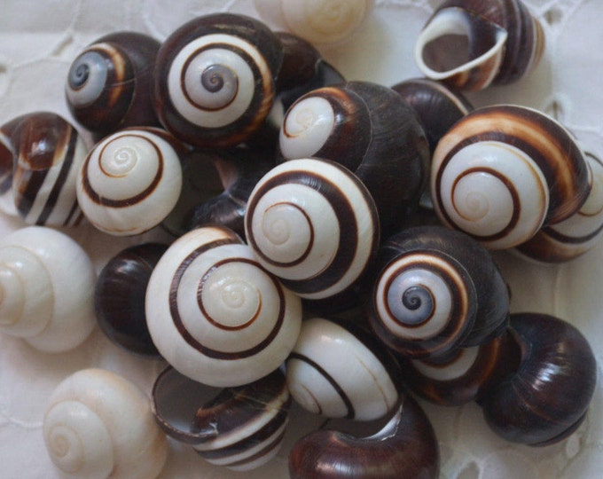 Chocolate Swirl Land Snails, Striped Shells, Helicostyla Roissya Black
