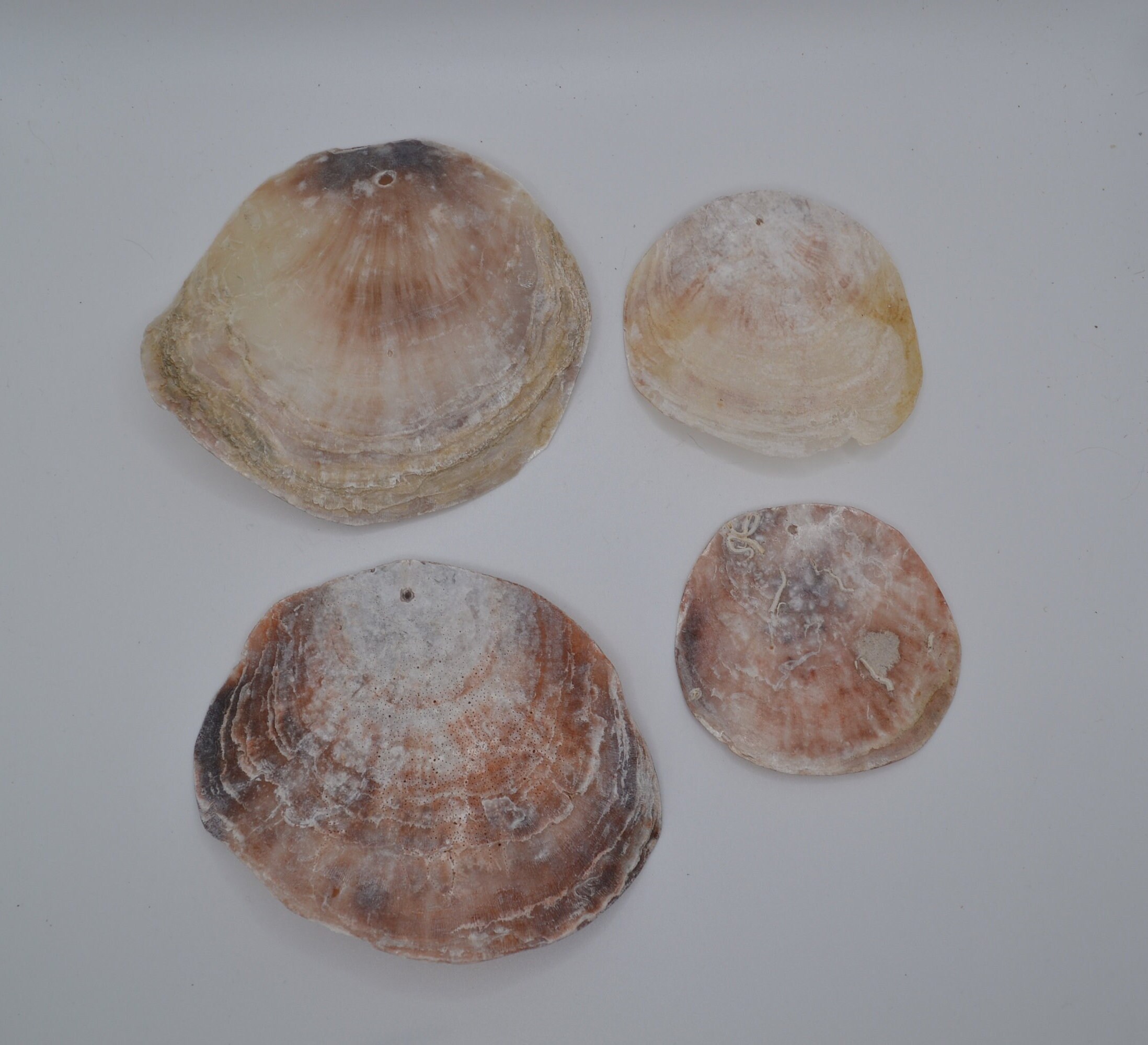 Raw Edge Capiz Shell Rounds Window Pane Flat Oyster Shells Coastal