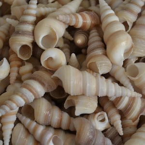 May include: A collection of seashells with a variety of patterns and colors. The shells are mostly white and brown with some hints of pink and orange. The shells are arranged in a random pattern.