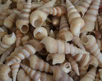 Brown Turitella Shells | 20 Pieces