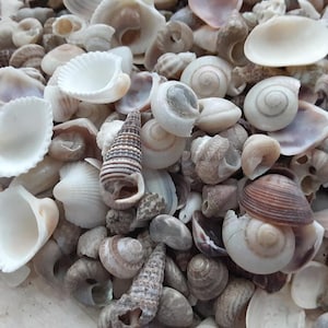 May include: A collection of seashells in various shapes, sizes, and colors, including white, brown, and gray. The shells are arranged in a random pattern, creating a natural and organic aesthetic.