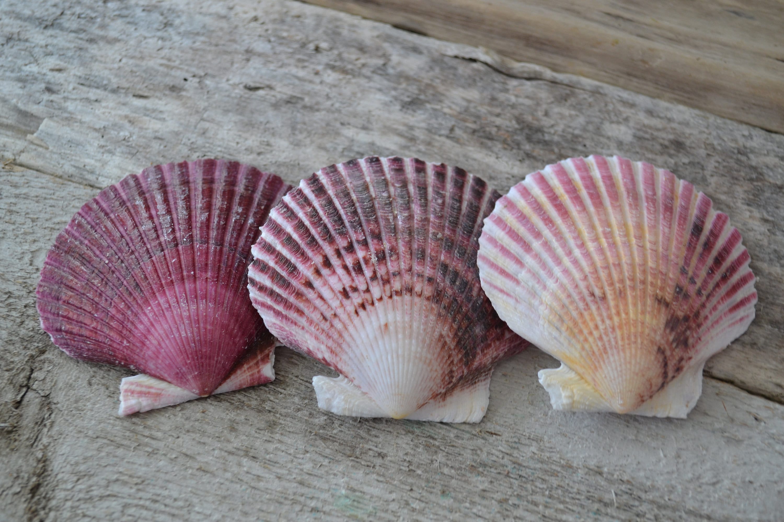 Purple Pecten Scallop Shell Halves (2-2.5) | 5 Pieces