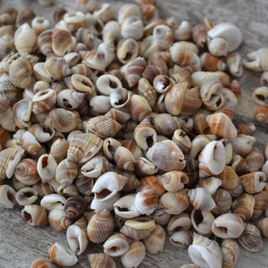 May include: A collection of small seashells in various shapes and sizes, with a mix of tan, brown, and white hues. The shells are scattered, creating a natural, textured appearance, perfect for coastal decor or craft projects.