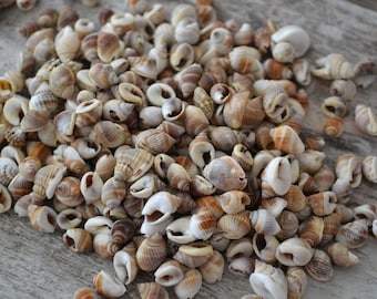 May include: A collection of small seashells in various shapes and sizes, with a mix of tan, brown, and white hues. The shells are scattered, creating a natural, textured appearance, perfect for coastal decor or craft projects.