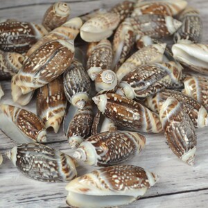 Gibbosa Olive Shells (apx 1 - 1.5") |10 Shells