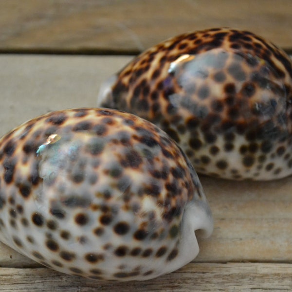 Tiger Cowrie Shells, Large (3.0 - 3.5") | 1 Piece