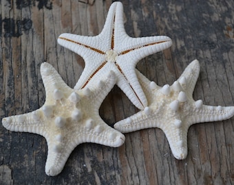 White Knobby Starfish, White Chocolate Chip Starfish (2-3")| 3pc