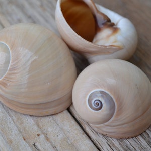 Whale Eye Shells, Moon Shells, Plinices Didyma, Nautica Shells (Read Description) | 10Pieces