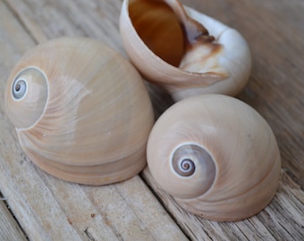 Whale Eye Shells, Moon Shells, Plinices Didyma, Nautica Shells (1 - 2") | 10Pieces