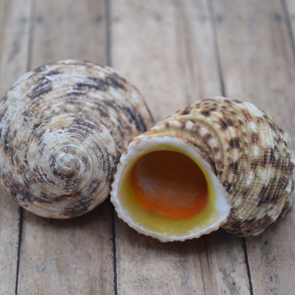Natural Gold Mouth Green Turbo Shells, Hermit Crab Shells | 1 Shell