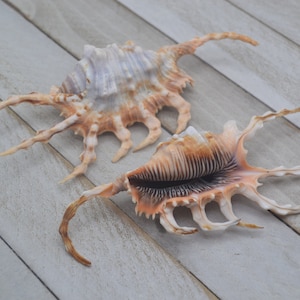 Lambis Scorpio, Scorpion Shell | 1 Shell