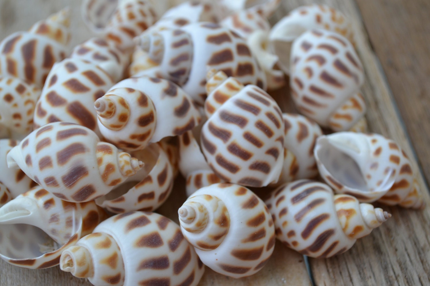 Natural Sea Shells x 10 - Deborah Beads
