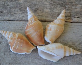 Strombus Vittatus, Shells of Aquarius ( 2.5") | 4 Pieces