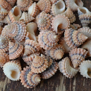 May include: A pile of small, spiral-shaped seashells with a pink and brown color pattern. The shells are arranged in a random pattern on a wooden surface.