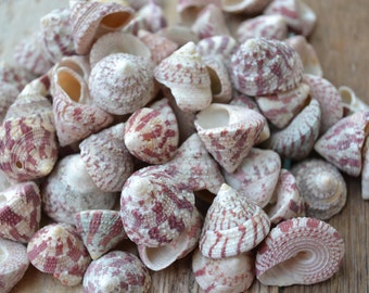 Trochus Radiatus Seashells (3/4 - 1 1/4") | 1/4 Cup