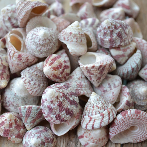 Trochus Radiatus Seashells (3/4 - 1 1/4") | 1/4 Cup