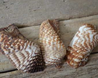 Turkey Wing Shells, Turkey Wing Ark Shell, Arca Zebra Shell ( 1.5 - 2.5") | 5 Pieces