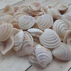 May include: A pile of assorted seashells in shades of cream and pale pink. The shells have a ridged, fan-like texture and are scattered on a light-colored wooden surface. The shells vary in size and shape, creating a natural, organic aesthetic.