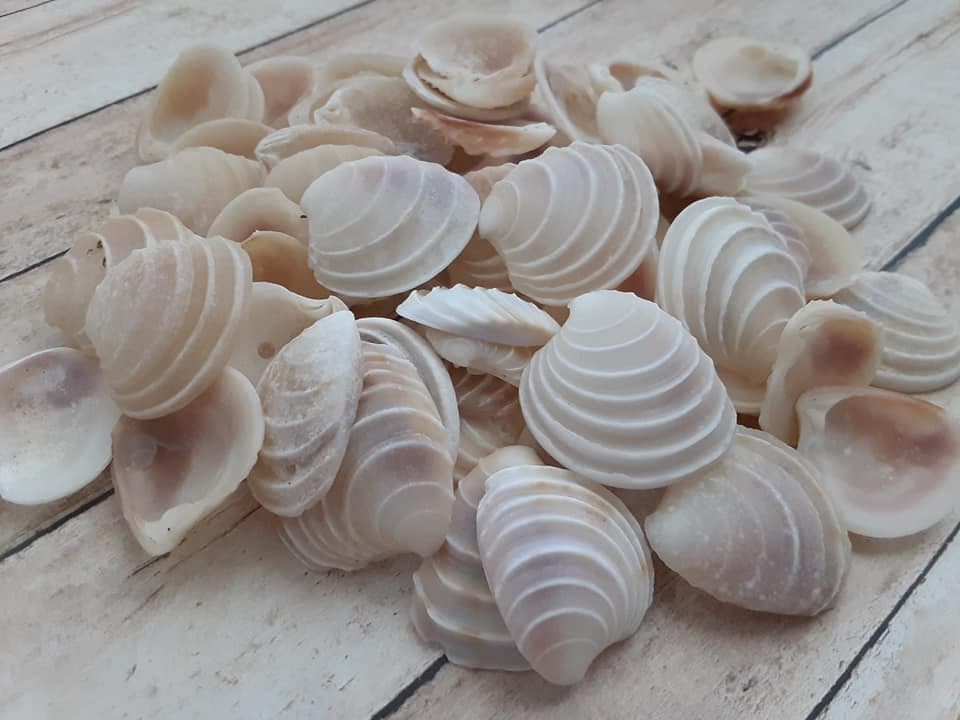 Wedding Cake Clam Shell Halves, White Venus Clams Shell (0.5 - 1.0