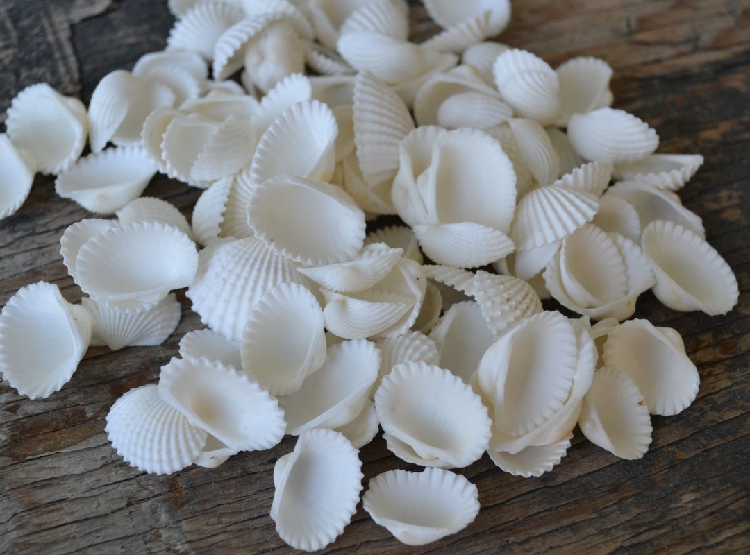 Ribbed White Ark Shells, 3/4 1 1/4 Cup - Etsy