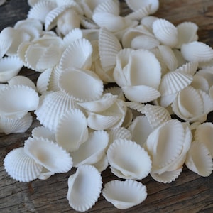 May include: A pile of white seashells, some with a ribbed texture, on a wooden surface.