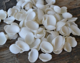 May include: A pile of white seashells, some with a ribbed texture, on a wooden surface.