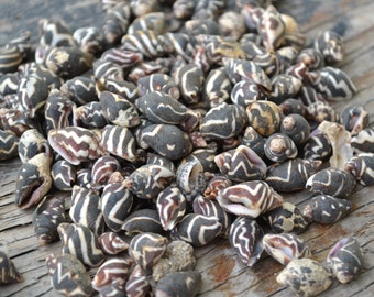 Pyrene Ocellata Shells, Vietnam Shells (apx 1/4 - 1/2") | 1/8 cup