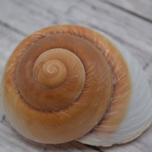 May include: A large, brown seashell with a white rim. The shell has a spiral pattern with a small, central opening.