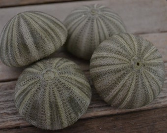 Green Sea Urchins (apx 2-3") |1 Piece