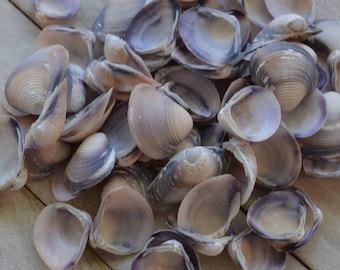Purple Clam Halves (3/4 - 1 1/4") | 1/4 Cup