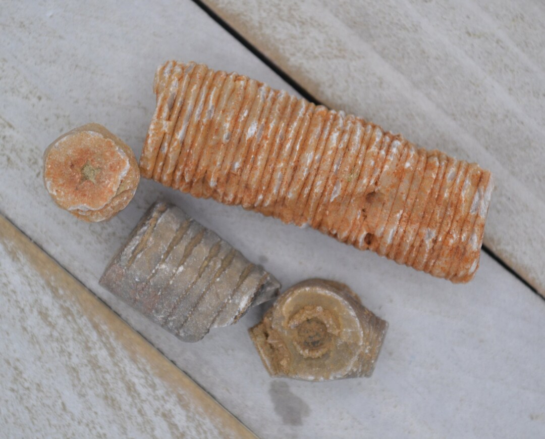 Crinoid stem sales fossil