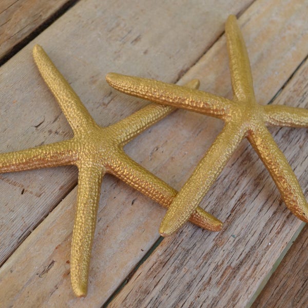 Gold Painted Sea Starfish, "Goldie Lox" (3-4")| 2 Pieces