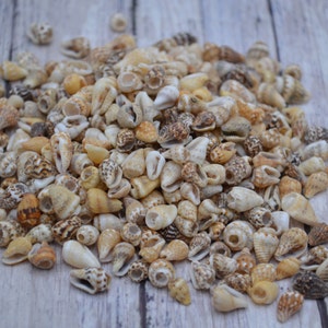 May include: A collection of small seashells in various shapes and sizes, with colors ranging from cream and tan to brown and speckled patterns. The shells are scattered on a light-colored wooden surface, creating a natural, beachy aesthetic.