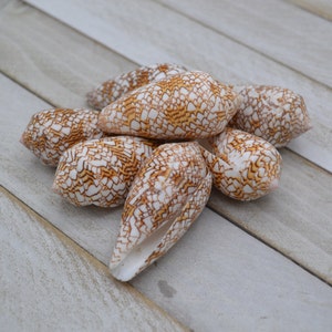 May include: A collection of cone-shaped seashells with a white and brown patterned exterior. The shells are arranged on a light-colored wooden surface, showcasing their natural textures and colors. The shells vary in size and are open at one end.