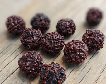 10 Beads - Natural 5 Mukhi Rudraksha dard brown