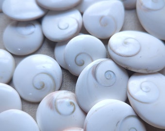 Shiva Eye Shell Shaped Round Disk conch shell