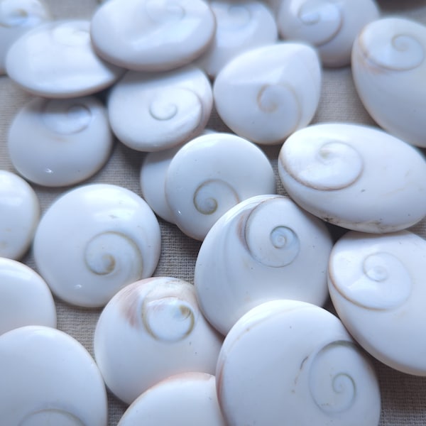 Shiva Eye Shell Shaped Round Disk