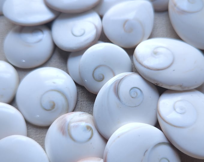 Shiva Eye Shell Shaped Round Disk conch shell